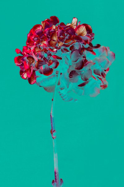 Hortensia, 2018 (foto) de Teis Albers