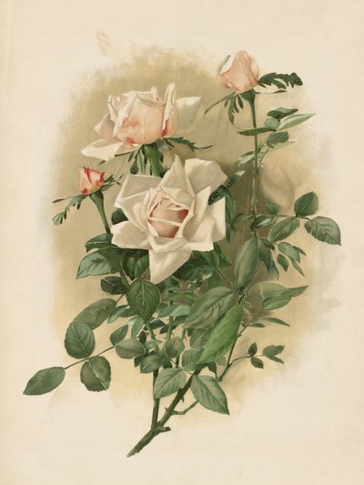 Duchesa de Vallombrosa Roses de Thaddeus Welch