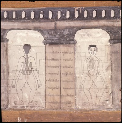 Representación de puntos de masaje en el cuerpo humano de Thai School