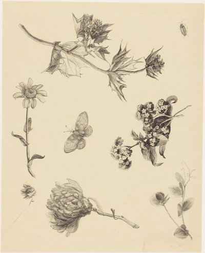 Flores y hojas de Theo van Hoytema