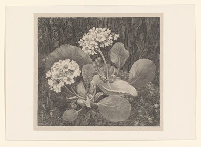 Primula in het mos
Bloemstudies (título original de la serie) de Theo van Hoytema