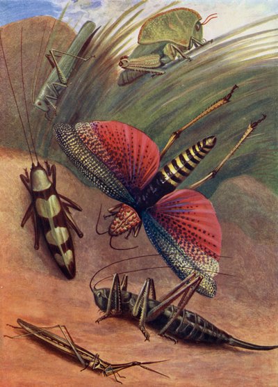 Un Grupo de Saltamontes de Theobald Carreras
