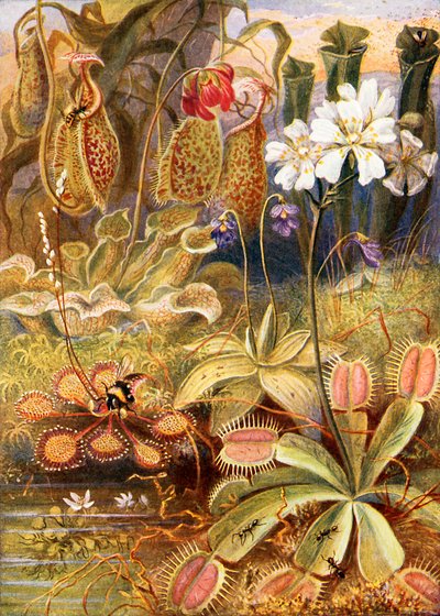 Un grupo de plantas carnívoras, ilustración de 