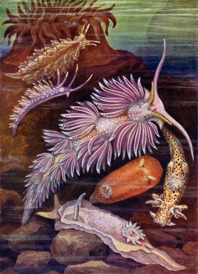 Babosas de Mar de Theobald Carreras