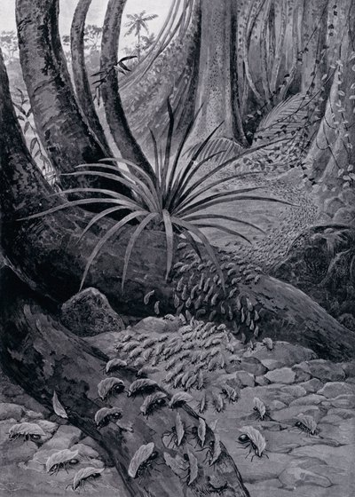 La hormiga cortadora de hojas (litografía) de Theobald Carreras