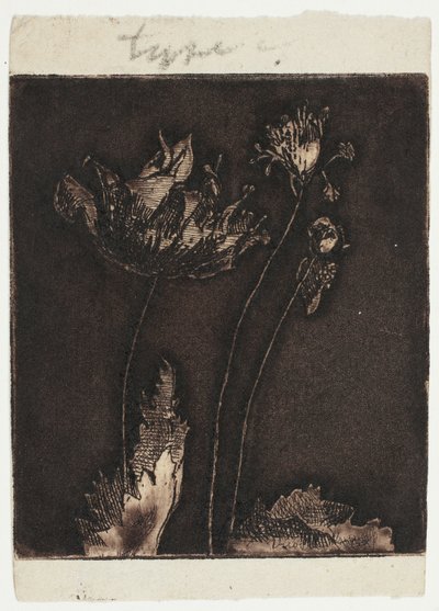Últimas amapolas de Theodore Roussel