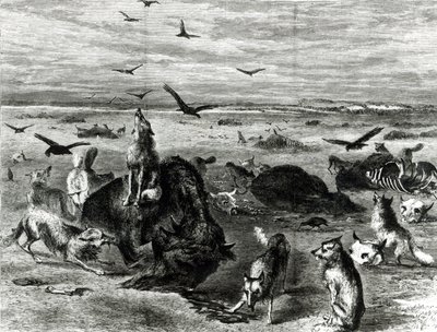 Matanza de búfalos en las llanuras, de Harpers Weekly 1872 de Theodore Russell Davis