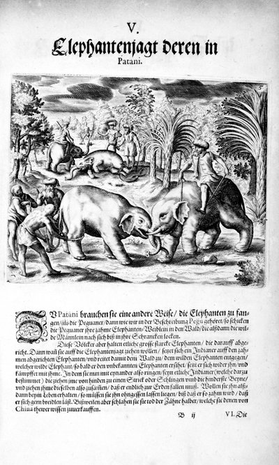 Elefantes peleando, 1606 de Theodore de Bry