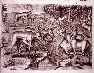 Indios usando pieles de ciervo para cazar otros ciervos (Grabado) de Theodore de Bry