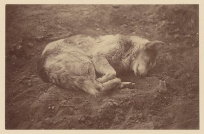 [Sleeping Dog] de Théodule Devéria