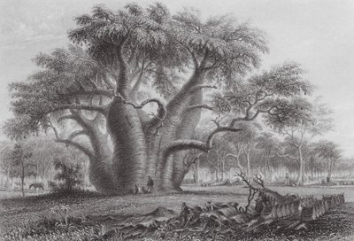 Australia: El árbol Boadab (grabado) de Thomas (after) Baines