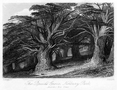 El bosque de los druidas, Norbury Park, Surrey, siglo XIX de Thomas Allom