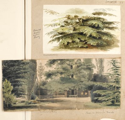 Estudio de un cedro en Merton de Thomas Baxter
