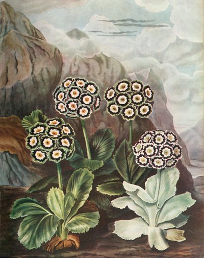 Aurículas, c1802-1821, 1948 de Thomas Baxter