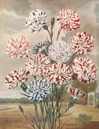 Picotees, c1802-1821, 1948 de Thomas Baxter