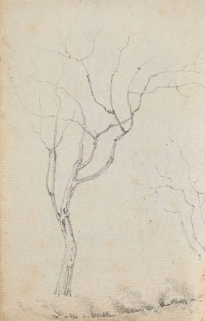 Estudio de árboles pequeños con arbustos bajos debajo (verso) de Thomas Baxter