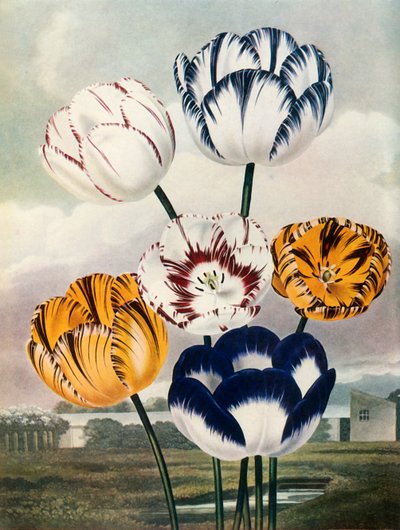 Tulipanes, c1802-1821, 1948 de Thomas Baxter