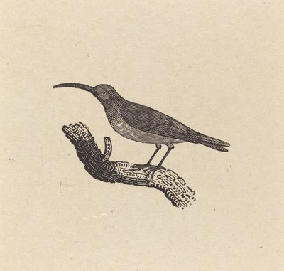 Un Pájaro de Thomas Bewick