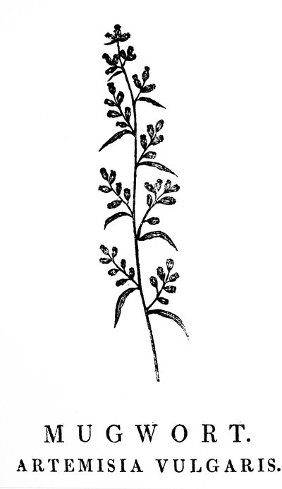 Grabado xilográfico que representa una ramita de artemisa, una especie de planta aromática del género Artemisia. Xilografía de Thomas Bewick (1753-1828), grabador y autor inglés de historia natural. de Thomas Bewick