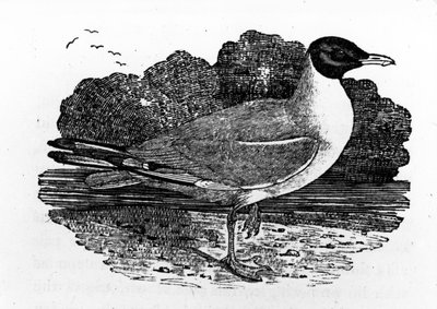 Gaviota de cabeza negra, ilustración de 