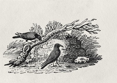 Cuervos (Corvus corone corone) de 