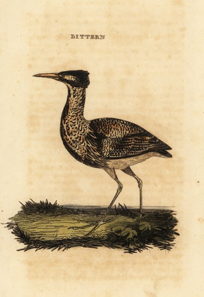 Avetoro común o gran avetoro, Botaurus stellaris de Thomas Bewick