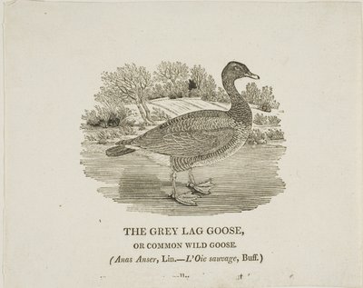 Ganso Lag Gris de Thomas Bewick