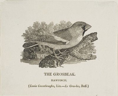 Pico picapinos de Thomas Bewick