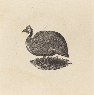 Gallina de Guinea de Thomas Bewick