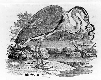 Garza, ilustración de 