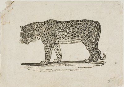 Leopardo de Thomas Bewick