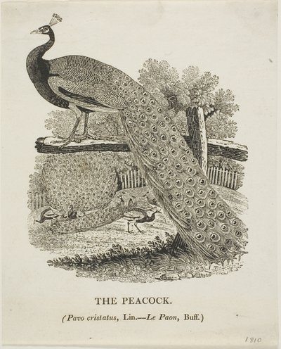Pavo real de Thomas Bewick