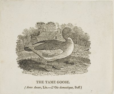 Ganso manso de Thomas Bewick