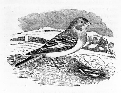 Escribano pardo, ilustración de 