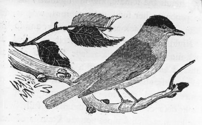 El Capuchino, ilustración de 