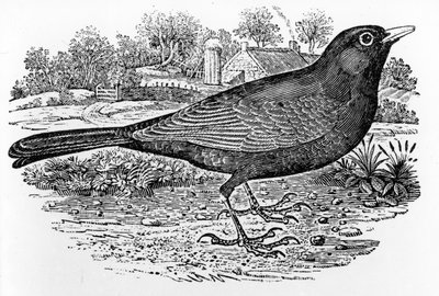 El mirlo, ilustración de 