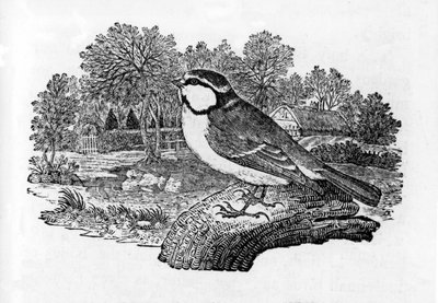 El herrerillo común, ilustración de 