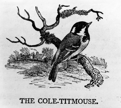 El Herrerillo, ilustración de 