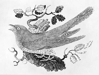 El cuco (Cuculus canorus) de la 