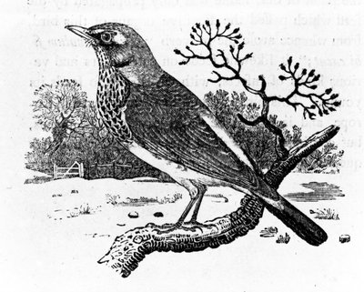 Zorzal real, ilustración de 