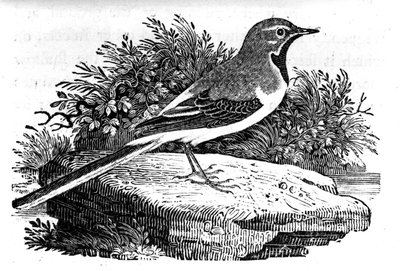 La lavandera gris, ilustración de 