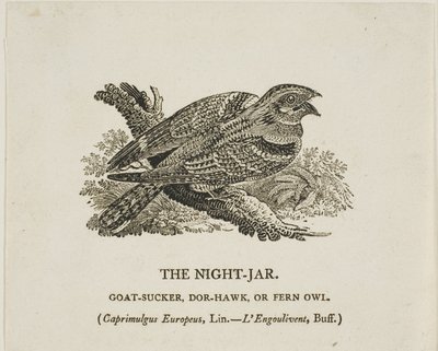 El tarro de noche de Thomas Bewick