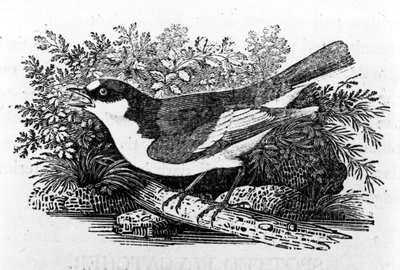 El Papamoscas Cerrojillo, ilustración de 