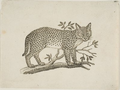 El serval de Thomas Bewick