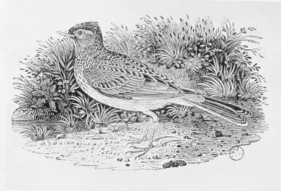 La alondra (Alauda arvensis) de 