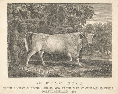 El Toro Salvaje, de la Antigua Raza Caledonia, Ahora en el Parque, en Chillingham-Castle, Northumberland. de Thomas Bewick