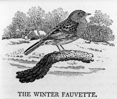 La fauvette de invierno, ilustración de 
