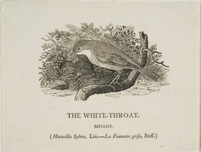 Garganta blanca (pájaro) de Thomas Bewick