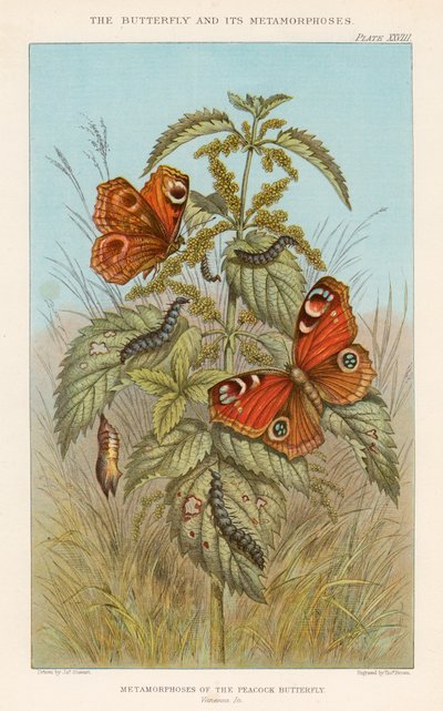 Metamorfosis de la mariposa pavo real de Thomas Brown