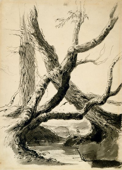 Boceto de troncos de árboles, c.1825-40 de Thomas Cole